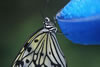 Butterfly on Blue Iris
