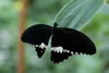 Butterfly in Black