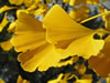 Yellow Wood Flower