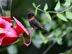 Birds: Humingbird